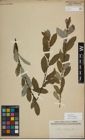 Foto von Salix myrsinifolia Salisb.